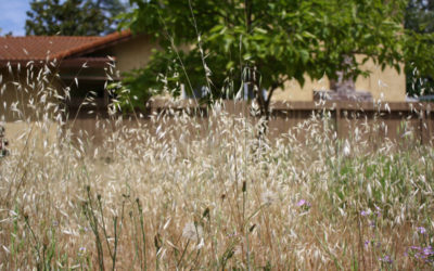 A Monk Walks His Path